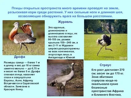 Птицы открытых пространств