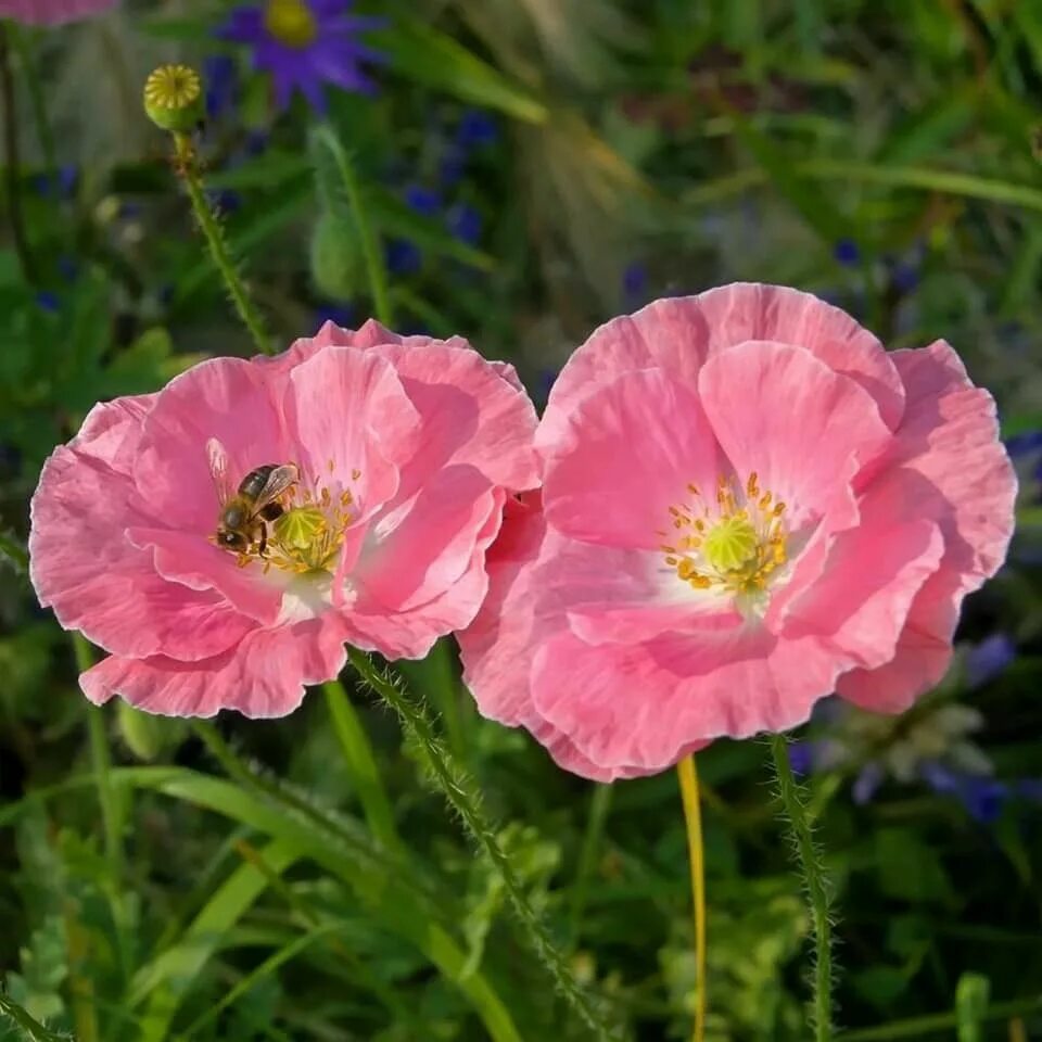 Розовый мак 2. Мак papaver розовый. мак луговой. мак сизый. опиумный мак.