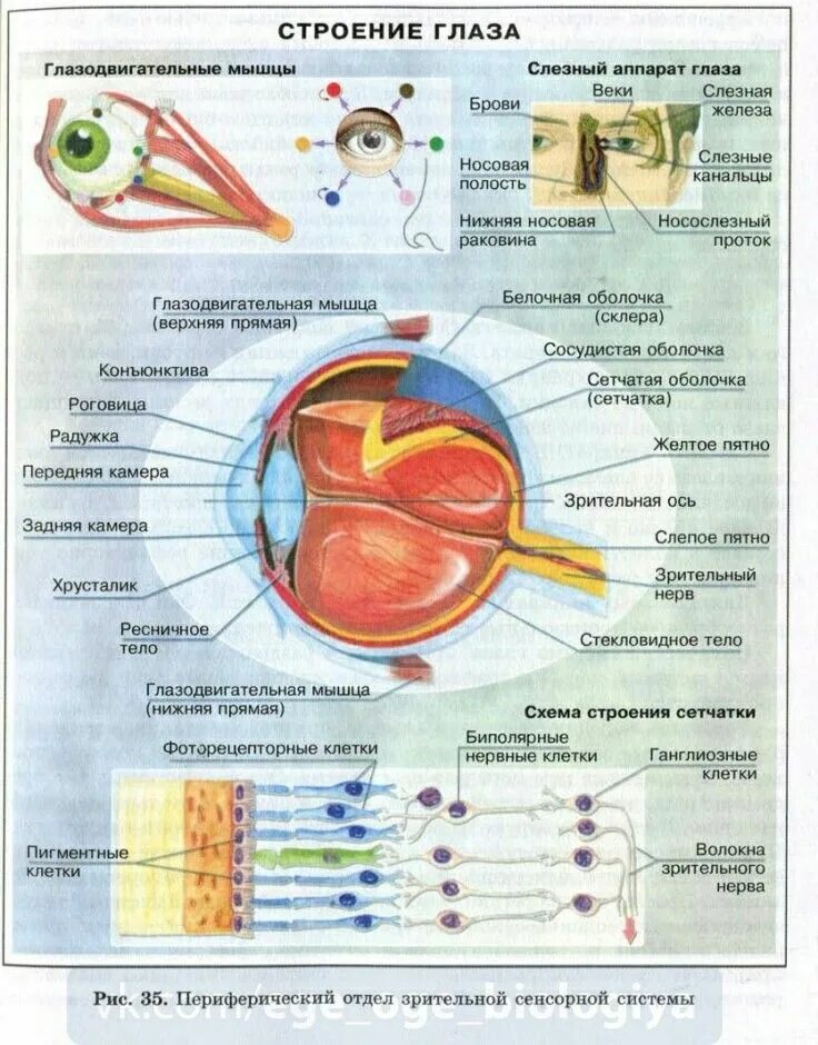 Глаз человека биология 8 класс. Строение глаза анатомия. Строение зрительного анализатора. Строение зрительной системы. Зрительный анализатор строение глаза.