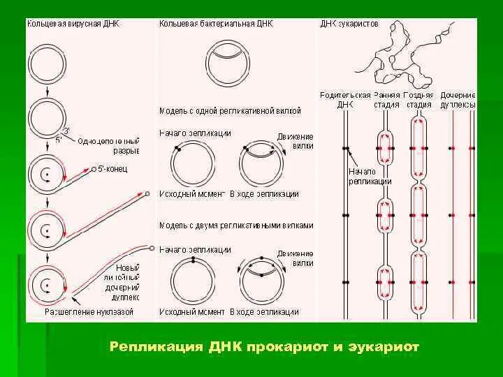 Форма кольцевой днк. Репликация ДНК У прокариот схема. Репликация ДНК У прокариот этапы. Репликация ДНК У прокариот. Кольцевая ДНК прокариот.