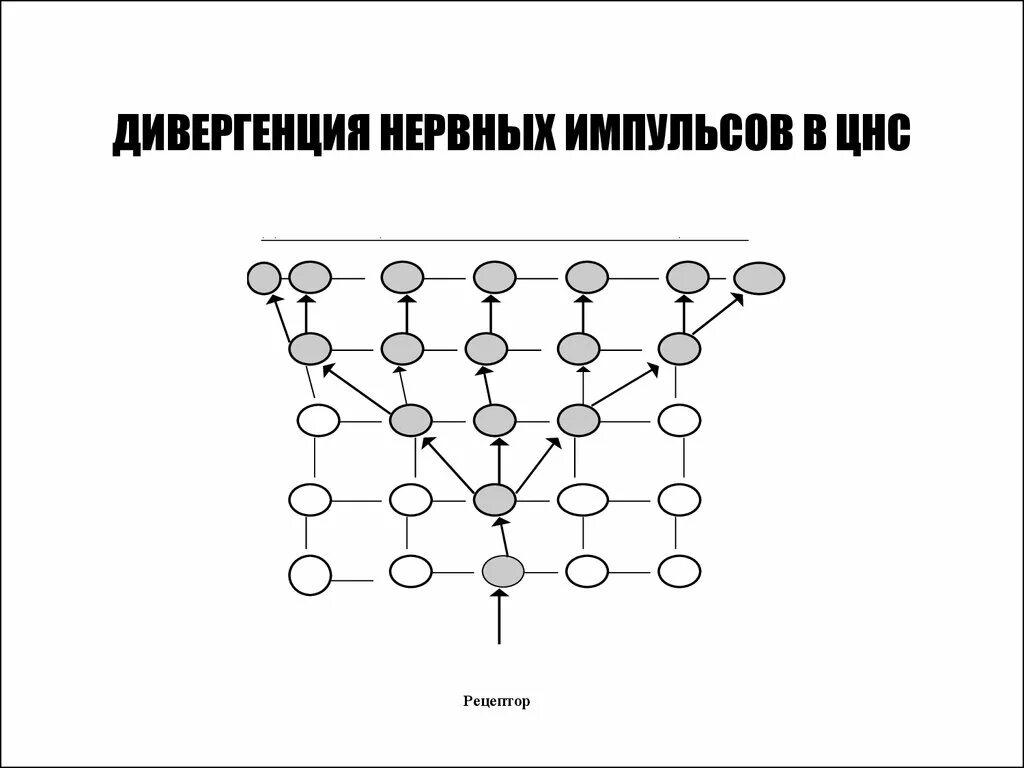 Дивергенция строение. Дивергенция физиология ЦНС. Дивергенция нервных импульсов. Схема конвергенции в ЦНС. Дивергенция возбуждения.