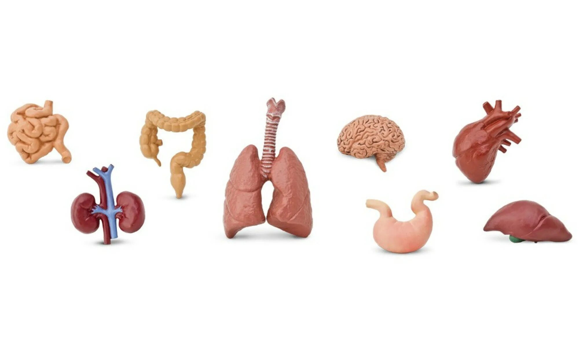 Модель органов человека. Органы человека по отдельности. Фигурка человека с органами. Внутренние органы человека из пластилина. Модель органов человека и пластилина.