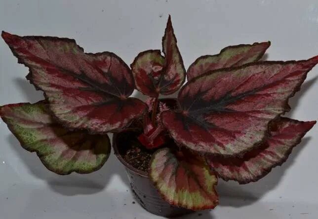 Begonia rex - Afrikanischer Dschungel & 39; - Blumen Garten 식물, 꽃
