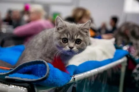 Выставка кошек спб