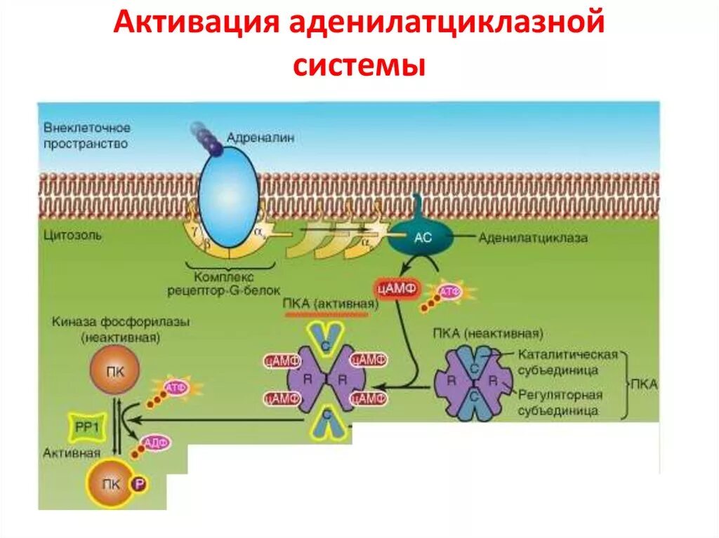 Какое вещество активирует аденилатциклазу. Схема аденилатциклазного пути передачи сигнала. Какое вещество активирует аденилатциклазу. Схема аденилатциклазного пути передачи сигнала. Активация аденилатциклазы.