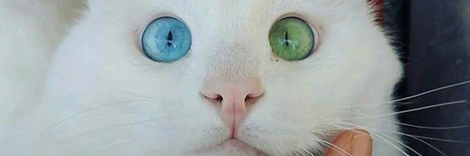 Кот с загадочным взглядом. Граэа кошки глаза. Кот глаза свет сбоку. Глаза кошки смотрящие вниз.