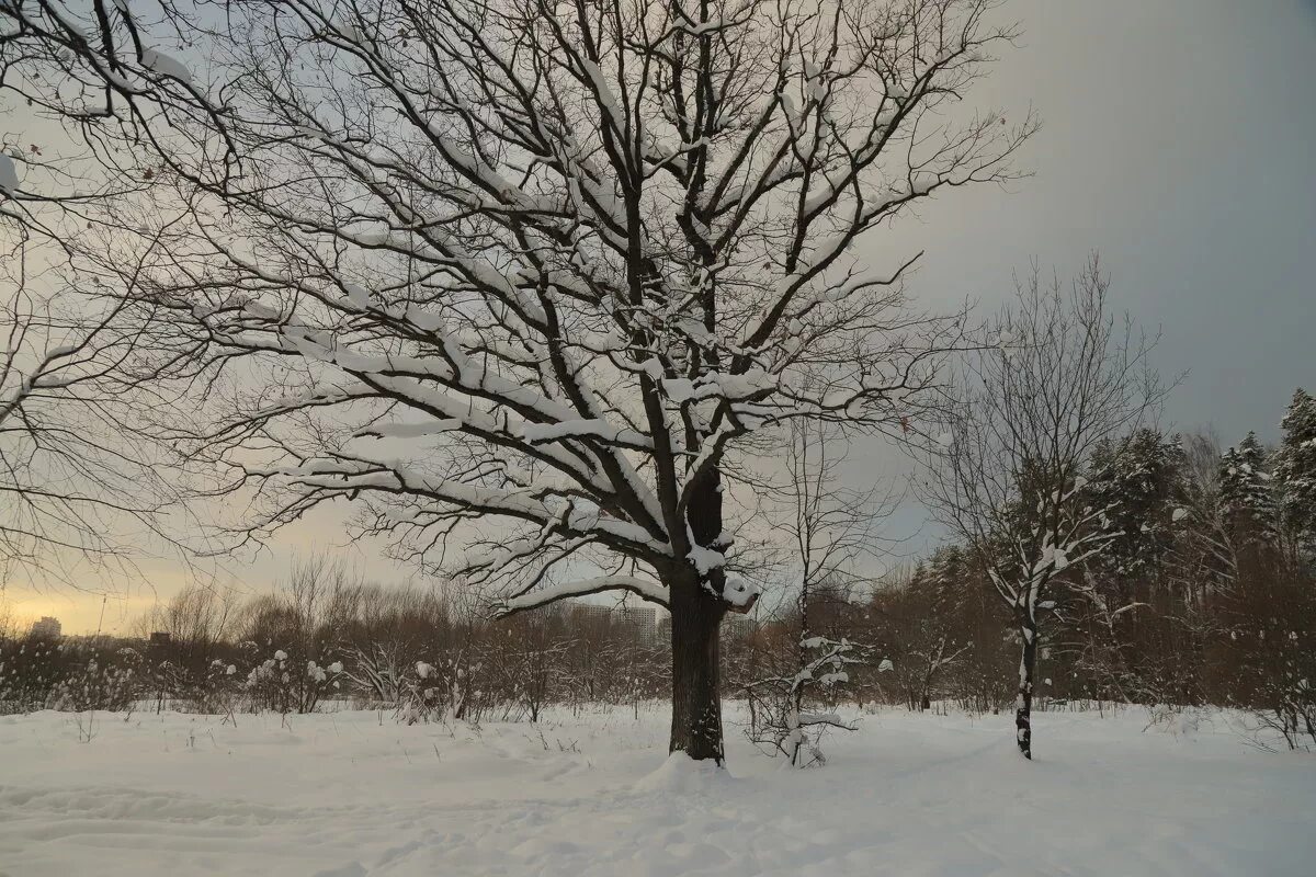 зимний дуб слушать. зимний дуб слушать. в поле заснеженном дуб. зимние деревья. деревья в снегу.