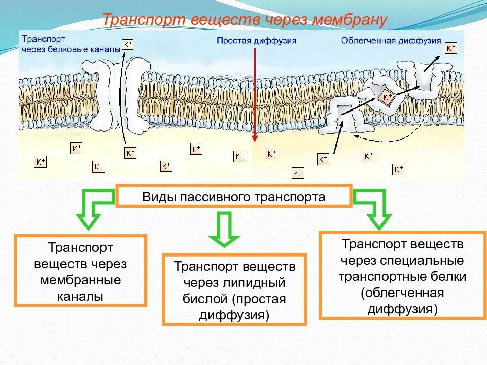 Мембранный транспорт пассивный активный облегченный. Активный и пассивный транспорт веществ через клеточные мембраны. Активный транспорт веществ через биологическую мембрану. Механизмы транспорта веществ через клеточную мембрану. Диффузный путь