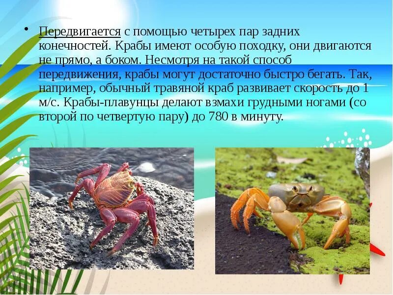Как перемещается рак