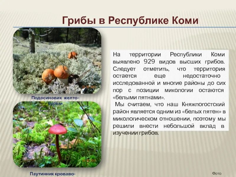 Грибы Республики Коми и Сыктывкара - съедобные, где собирают, названия