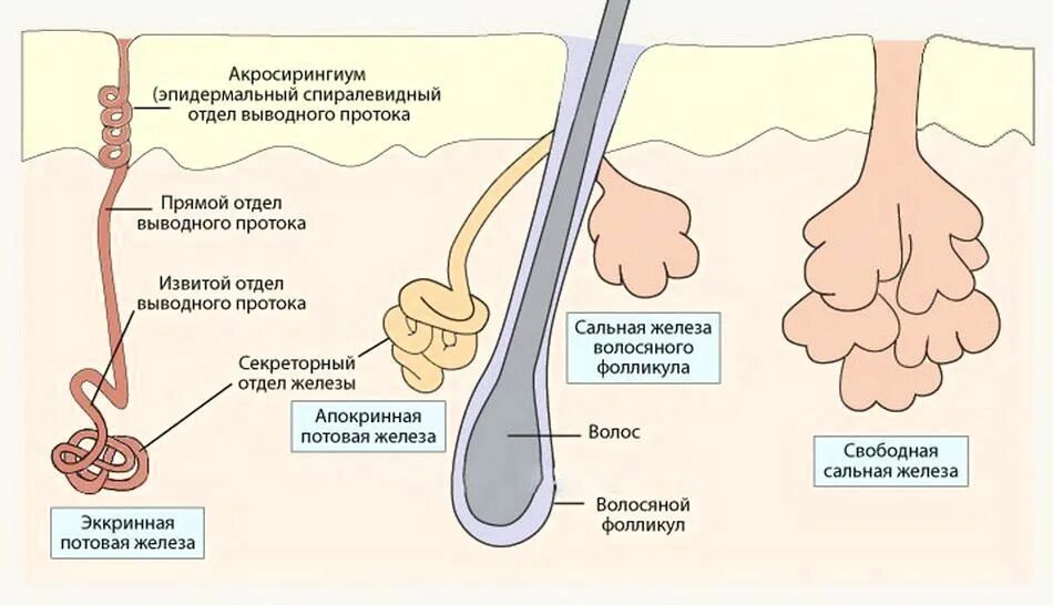 Строение сальных желез гистология. Сальная железа гистология. Сальные железы кожи человека. Строение стержня волоса. Выводной проток потовой железы.