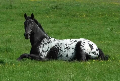 Gonna horse
