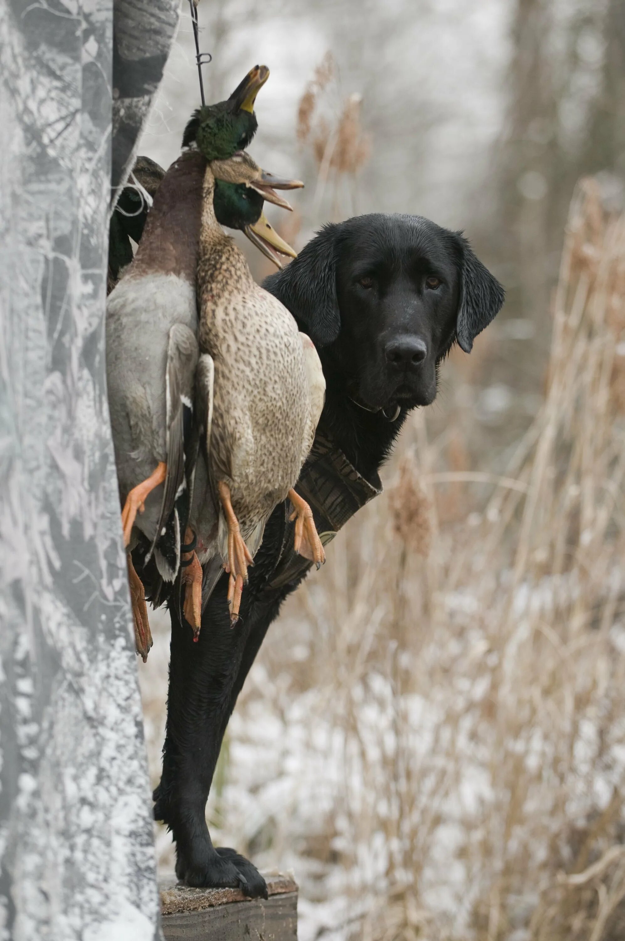 Лабрадор ретривер охотник. Охотничьи собаки на охоте. Сеттер пойнтер курцхаар. Подружейные охотничьи собаки породы. Охота на глухаря на току 2021.