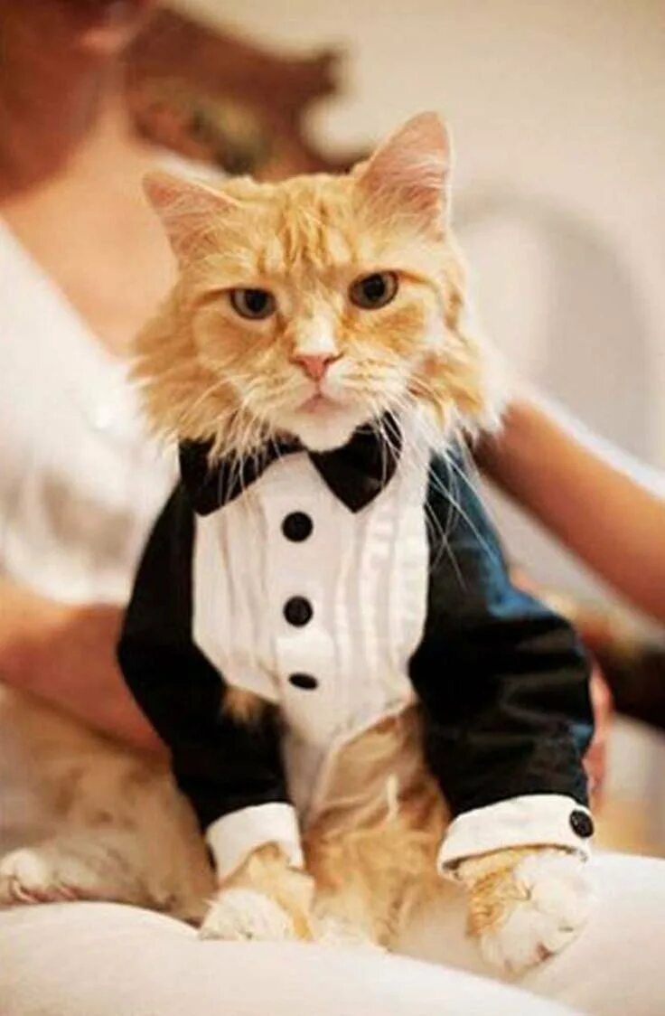 Рыжий кот в костюме. Котики в костюмах. костюм кошки. костюм рыжего кота. котики в одежде.