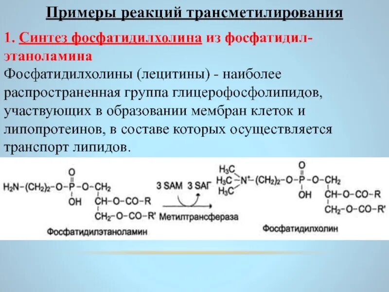 Участие s аденозилметионина в реакциях трансметилирования. Синтез фосфатидилхолина. Синтез Фосфадил Холина. Синтез фосфатидилхолина (лецитина). Реакция образования фосфатидилхолина.