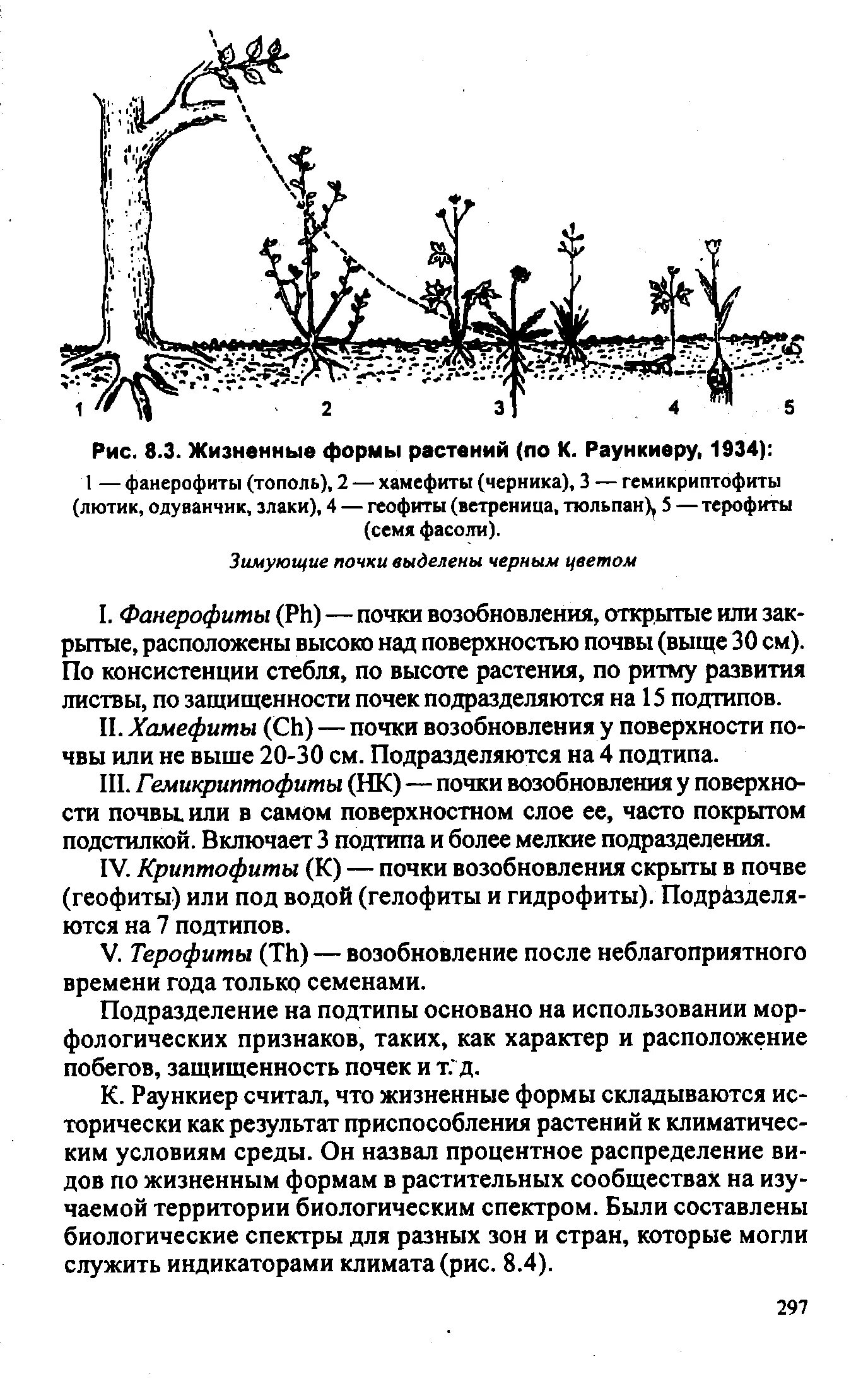 Жизненные формы организмов. Раункиеру и  и. Система жизненных форм раункиера классифицирует. Система жизненных форм раункиера классифицирует. Хамефиты по раункиеру.