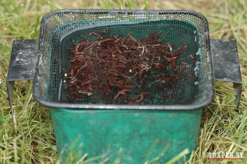 Дедовский способ улучшения мотыля. Подготовка мотыля для рыбалки. Подготовка мотыля для рыбалки. Как правильно насаживать мотыля на крючок. Приспособление для насадки мотыля на мормышку.