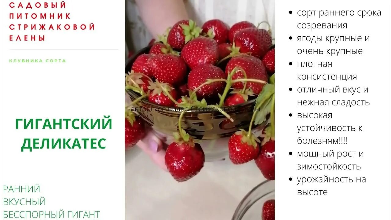 Крымская клубника. Гигантский деликатес клубника описание сорта. Клубника ремонтантная московский деликатес. Сорт клубники гигантский деликатес отзывы. Земляника гигантский деликатес.