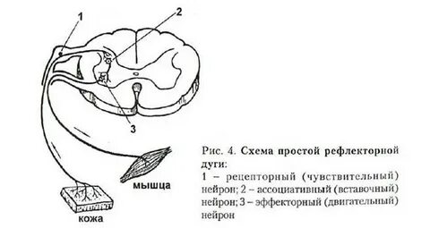 Кожный рефлекс рефлекторная дуга