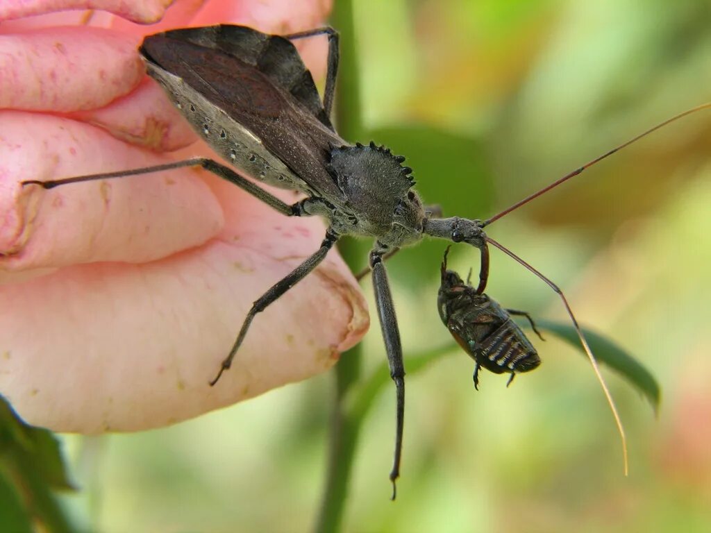 Arilus cristatus. Колёсный Жук (Arilus cristatus). Клоп хищнец. Клоп Редувий хищнец.