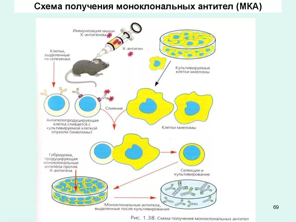 Для получения гибридом используют. Схема получения моноклональных антител иммунология. схема получения противоопухолевых моноклональных антител. этапы производства моноклональных антител. способы получения моноклональных антител.