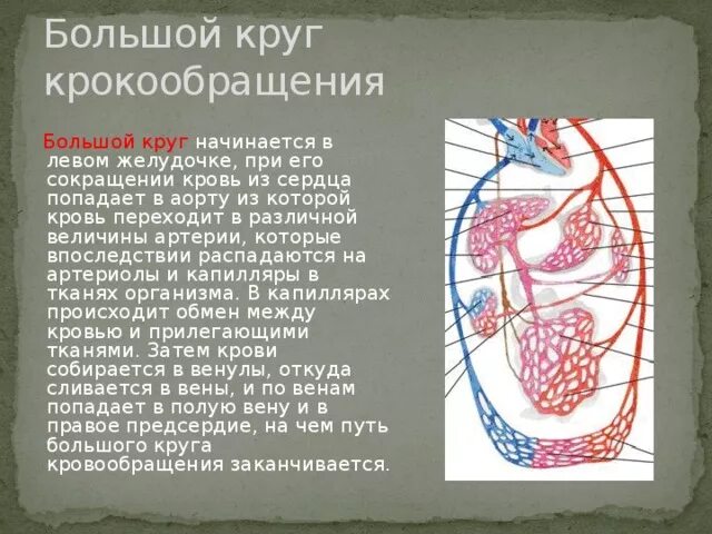 Какая кровь в левом желудочке сердца. Кровь попадает в желудочек при его сокращении. Большой левом желудочке большой круг. Артериальная кровь вытекает из левого желудочка в?. При сокращении кровь попадает в аорту.