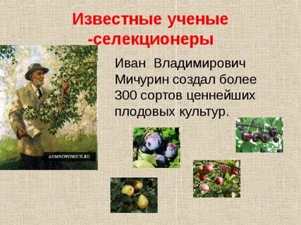Мичурин вклад в селекцию