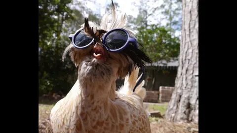Chicken glasses