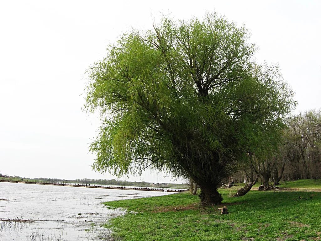 село досанг. противочумная станция досанг. дозган астраханская область. гисметео досанг астраханской. погода в астрахани.