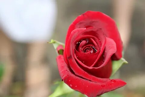 Красные бутоны сколько всего серий