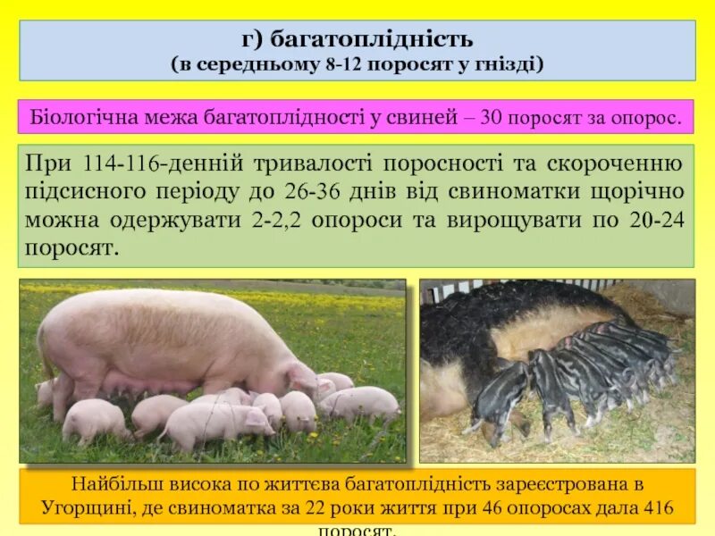 Срока свиньи. Продолжительность супоросности свиней. Таблица опороса свиней по дате осеменения. Таблица поросят вьетнамских свиней. Таблица опороса свиней по дате.