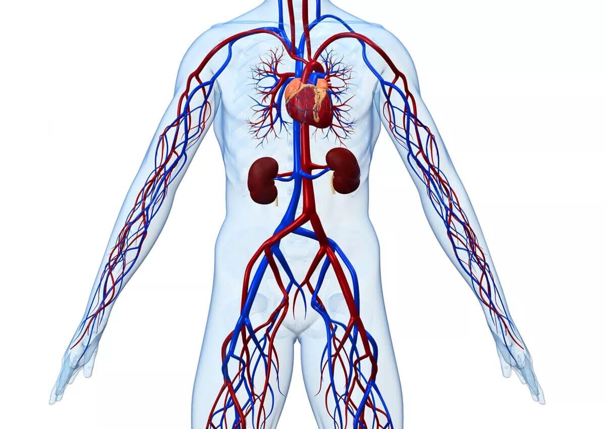 Лечение сосудов человека. Система кровообращения венозная система. Система кровообращения человека кровеносные сосуды. Вена кровеносный сосуд. Система кровообращения артериальная система.