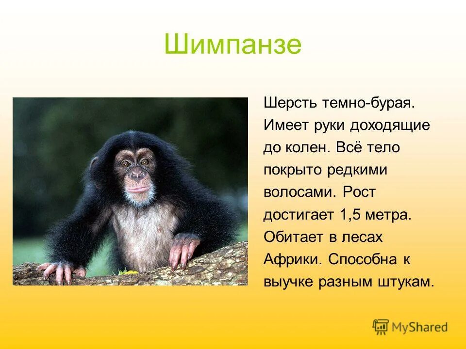 Шимпанзе прилагательное. Шимпанзе презентация. Роль в природе и в жизни человека приматы. Шерсть шимпанзе. Отряд примат роль.