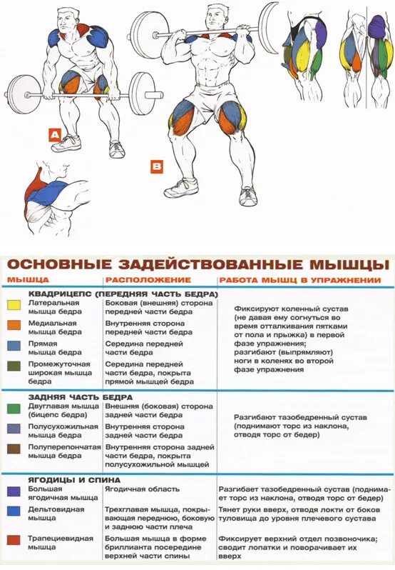 Программа штанга гантели. Программа тренировок штанга гантели. Тренировка на грудь со штангой план. Упражнения со штангой анатомия. Упражнения и задействованные мышцы.