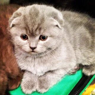 Продаю вислоухого котенка