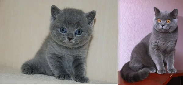 Как отличить котенка британца. Не чистокровный британец. чистокровный британец меняет цвет. покажи чистокровного британца. как определить британского котенка.