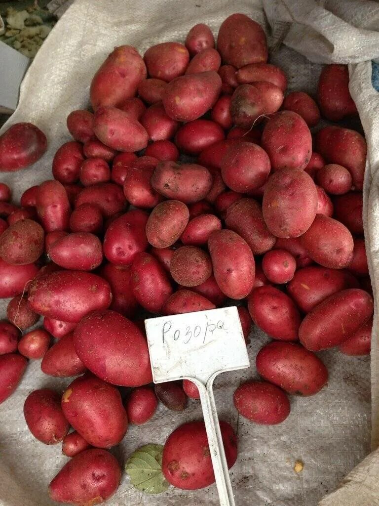 Картофель сорт жуковский семенной. Клубника фестивальная ремонтантная. Разноцветные сорта картофеля. Разноцветный картофель. Показать хороший сорт.