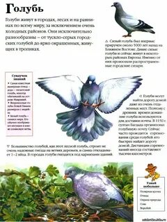 Составить опорные слова для описания голубя