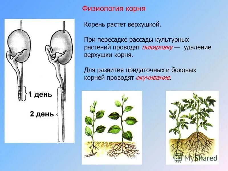 корень слова слова. проводили какой корень. корень слова. разбор слова по составу 3 класс задания упражнения. родственные слова звезда.