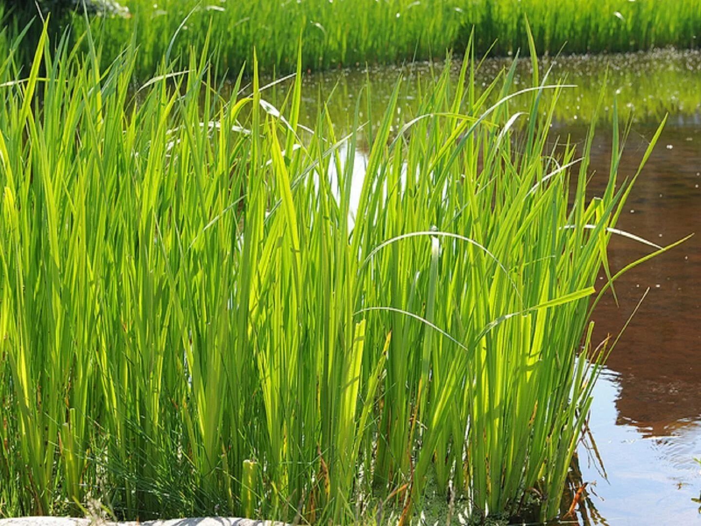 Покажи аир. АИР обыкновенный - Acorus Calamus. АИР болотный (Acorus Calamus). АИР болотный (Acorus Calamus) p9. АИР обыкновенный болотный.