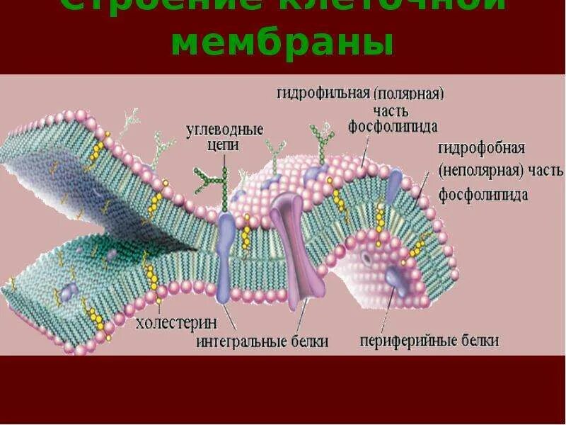 Структурный компонент мембраны клетки. Строение мембраны клетки . Липиды. Липиды в мембране клетки. Значение клеточной мембраны.