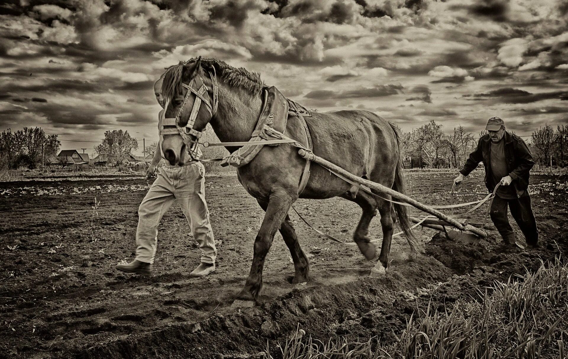 Лошадь в сельском хозяйстве. Лошадь пашет. Крестьянин пашет землю. Крестьянин вспахивает поле.