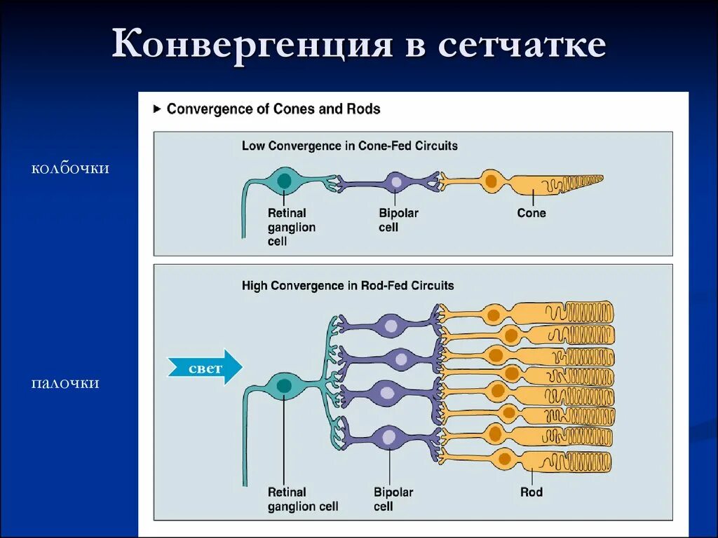 Конвергенция в сетчатке. Конвергенция палочки физиология. Пример конвергенции физиология. Родопсин физиология. Сетчатка родопсин палочка