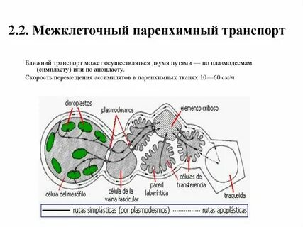 Д межклеточный транспорт веществ