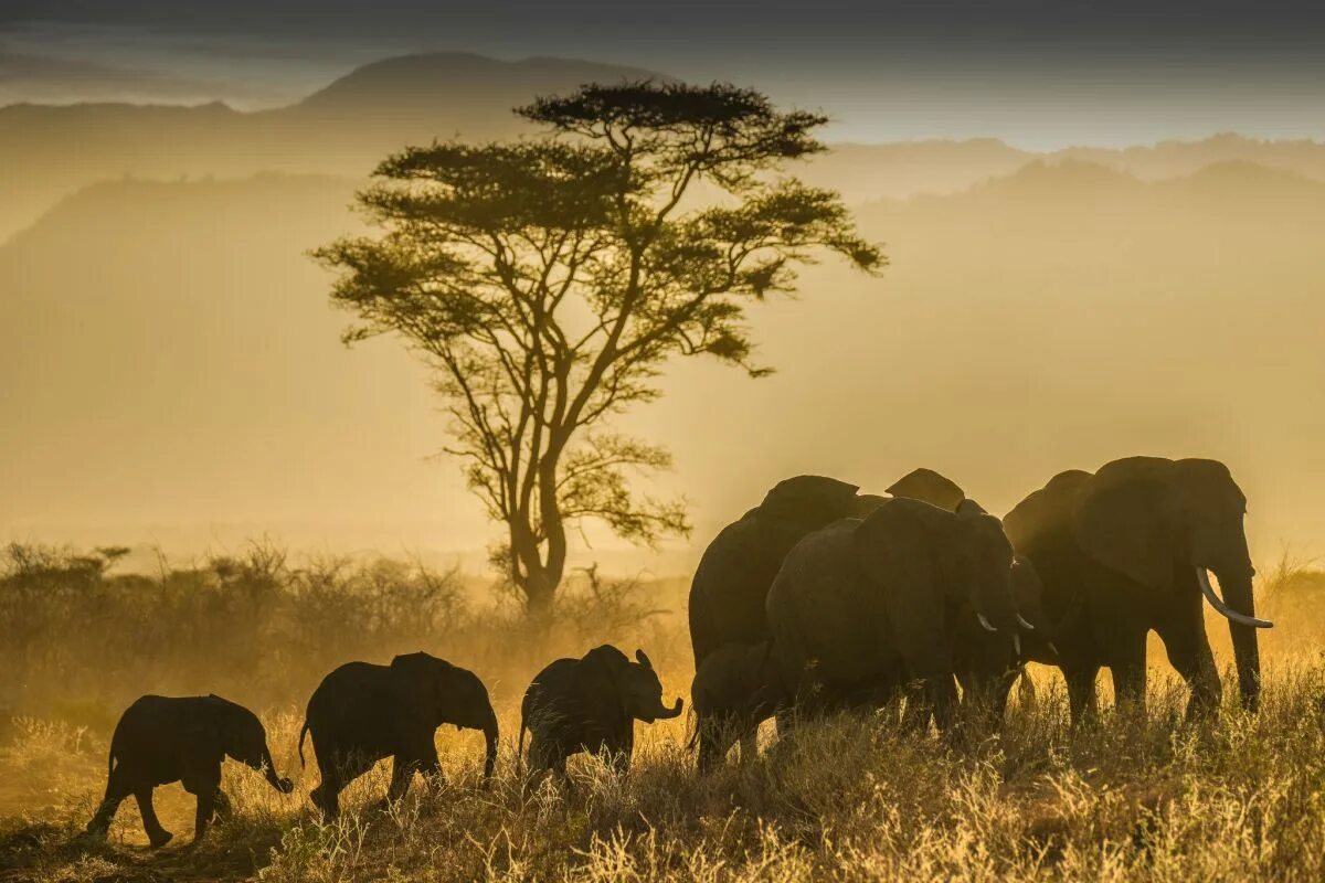 National wildlife. Животные Танзании. Африка картинки. National Geographic Саванна. Африка животные и природа Массаи.