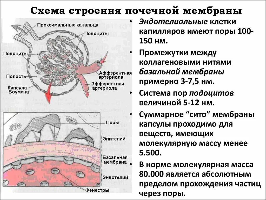 Базальная мембрана функции. Строение базальной мембраны клубочка. Подоциты базальная мембрана. Базальная мембрана подоцитов функции. Строение клубочков почек базальная мембрана.