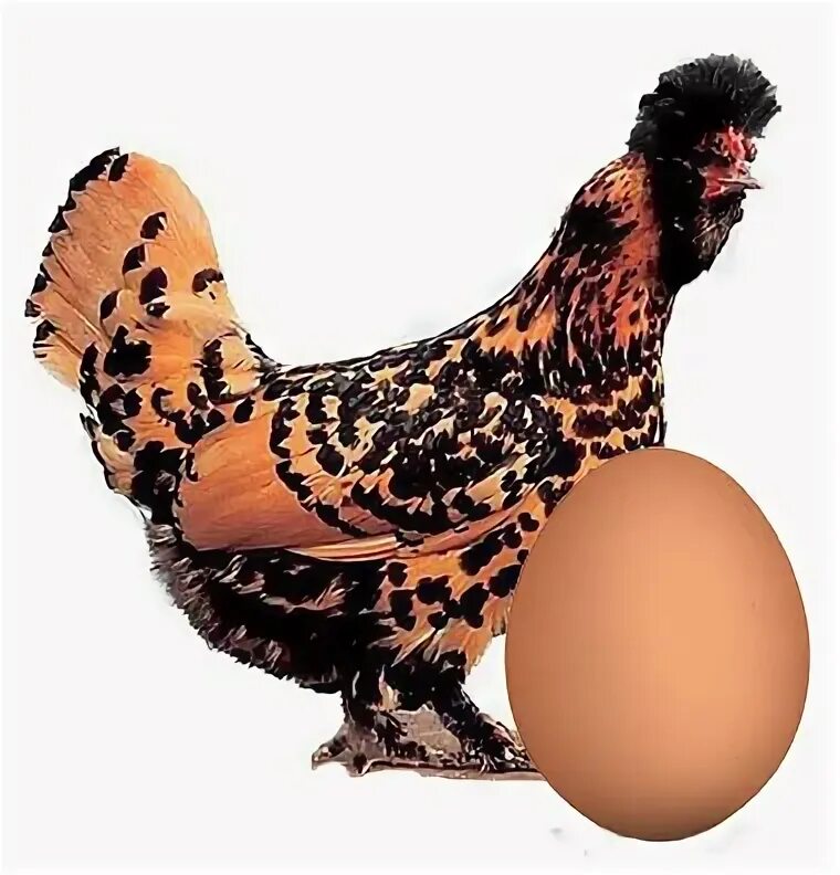 Маран (порода кур). Курей номер. Гатчинские куры. Домашние птицы. Куры несушки породы доминант.