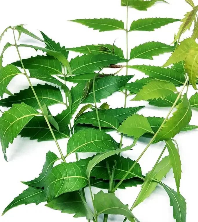 Можно ли есть листья. Neem leaves. lee neem. листья нима. ест листья.