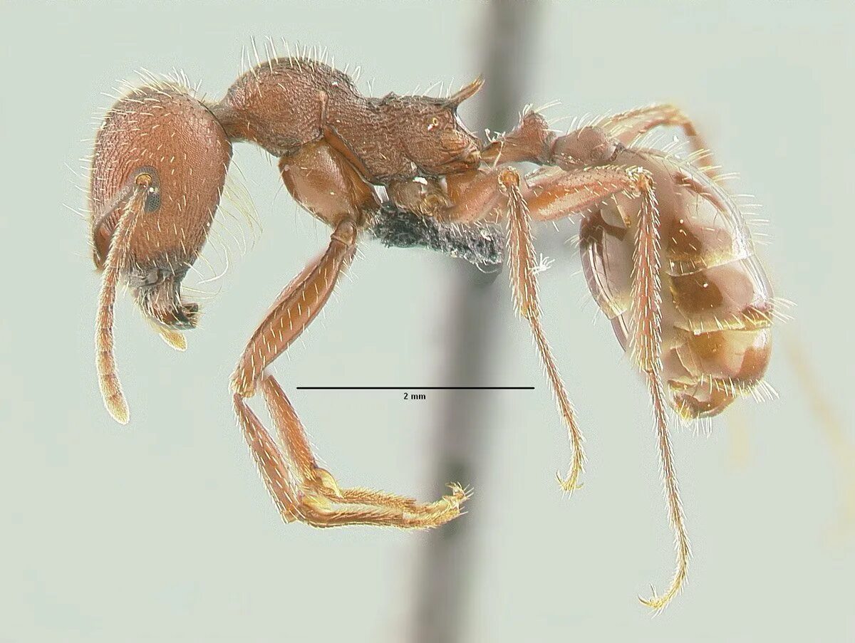 Messor intermedius. Личинка муравья жнеца. Лапы муравья. Конечности муравья.