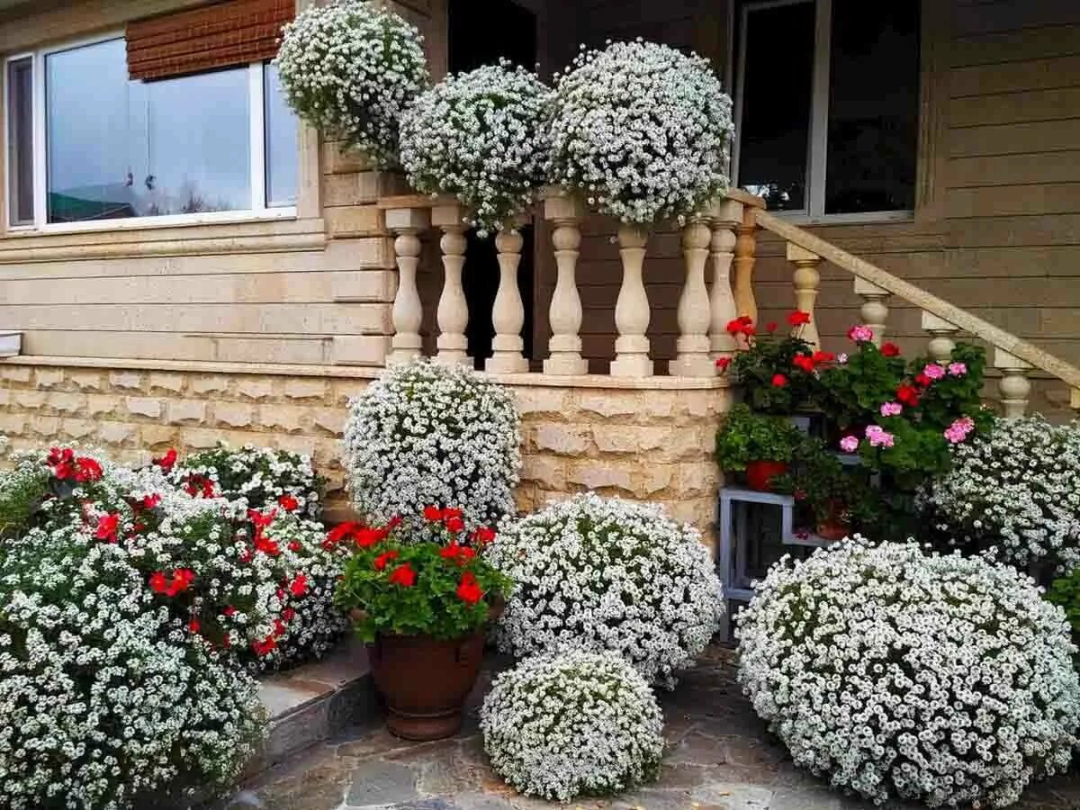 Бугенвиллия, многолетка?. Есть цветы которые украсят. Есть цветы которые украсят. Остекленный балкон с цветами. Есть цветы которые украсят.